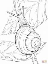 Snail Coloring Pages Drawing Realistic Outline Drawings Escargot Dessin Lipped Coloriage Colouring Mollusc Draw Un Bugs Snails Printable Color Line sketch template