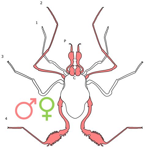 Sexual Dimorphism In The Arachnid Orders [peerj]