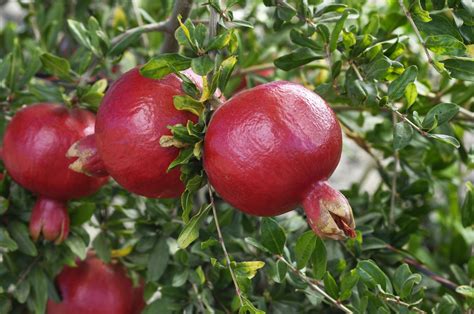 growing  pomegranate   home garden