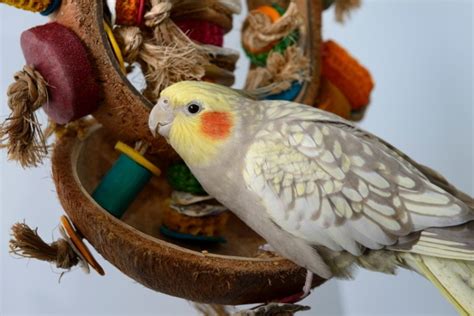 pearl cockatiel pictures personality diet care guide pet keen