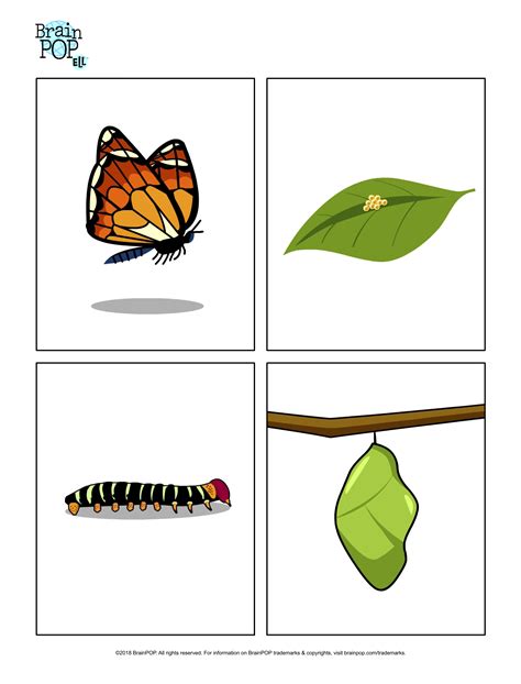 butterfly life cycle printable craft