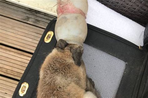 adorable fox cub rescued after getting a bottle stuck on its head in a
