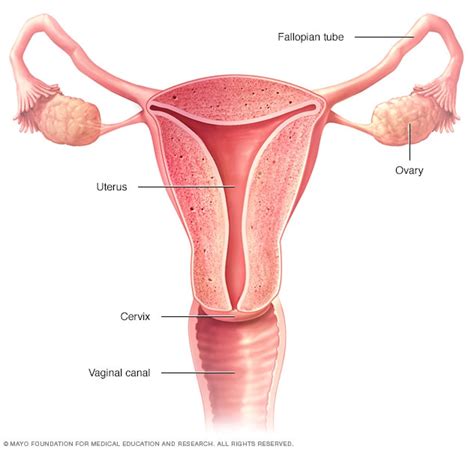 cervical cancer symptoms and causes mayo clinic