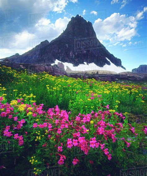 Usa Montana Glacier National Park Wildflowers In Summer