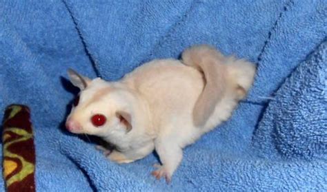 baby albino sugar glider  sale  cantonment florida classified americanlistedcom