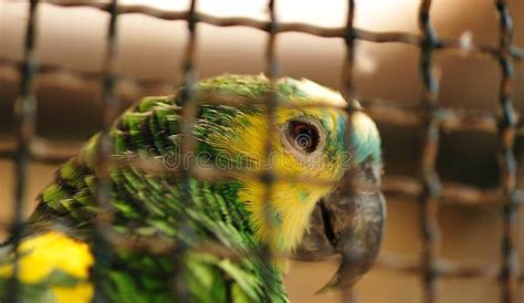animals  cages stock image image  bars animals