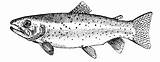 Trout Coloring Wyoming sketch template
