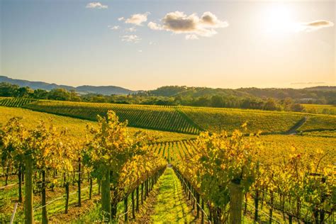 top napa valley wineries  visit travel  news