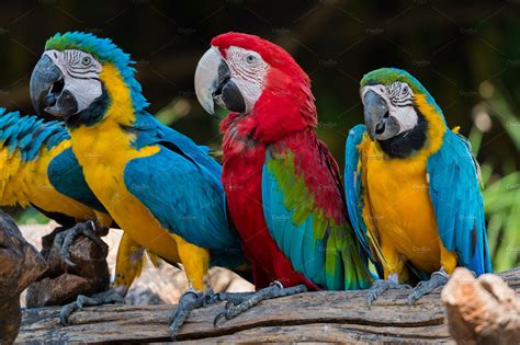 colorful macaw parrots animal stock  creative market