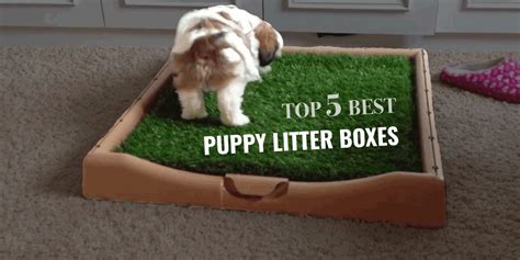 top   puppy litter boxes grass boxes pee pads