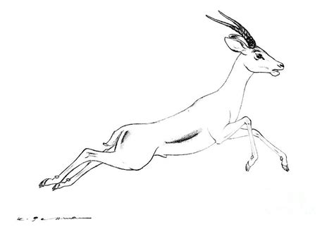 jumping young thomsons gazelle eudorcas thomsonii drawing  kurt