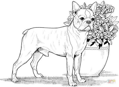 boston terrier super coloring dog coloring book puppy coloring pages