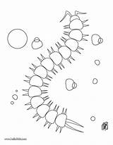Centipede Coloring Pages Kids Animal Hellokids Caterpillar Print Color Drawings Insect sketch template