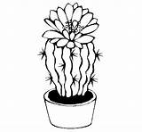 Cactus Flower Coloring Drawing Coloringcrew Flowers Nish Colored Clipart Clip sketch template