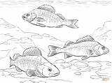 Coloring Pages Perch European Sunfish Drawing Crappie Fish Drawings Printable sketch template