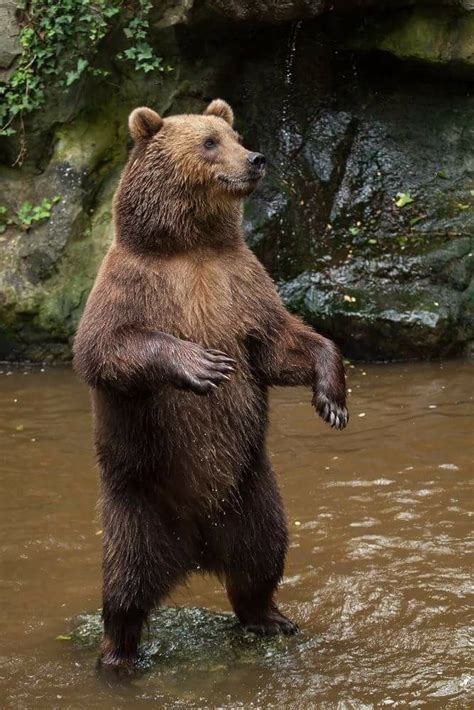 pin de olga glazova en og bear reino animal osos animales