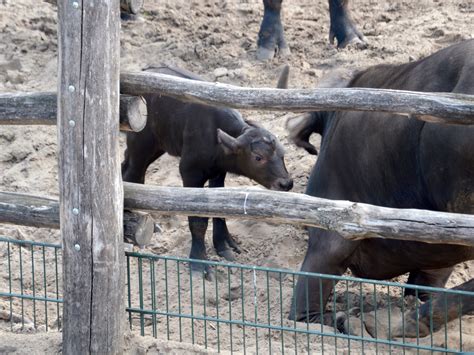 geboorte babybuffel nala primeur voor safaripark beekse bergen tilburgcom