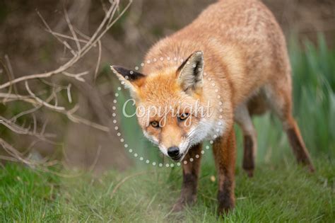 purple photography fox