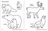 Animals Arctic Coloring Printable Polar Pages Templates Fox Clipart Artic Kids Hare Sheets Firstpalette Color Animal Preschoolers Bear Clipground Choose sketch template