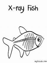Ray Coloring Pages Fish Xenops Preschool Template Book Printable Sketchite Rays Things Sketch Sheets Books Popular sketch template
