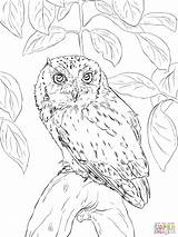 Owl Coloring Pages Realistic Screech Eastern Barn Horned Great Drawing Detailed Printable Color Print Eared Short Flying Owls Sheets Cute sketch template