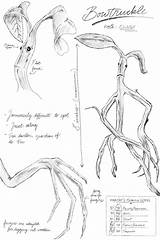 Bowtruckle Harry Beasts sketch template