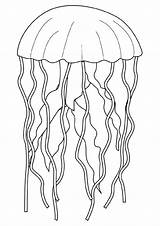 Ausmalbilder Qualle Jellyfish Malvorlage Fisch Ausmalbild Quallen Coloringpages Letzte Niedliche Dschungel Dolphin Q2 Momjunction sketch template