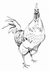 Rooster Coloring Drawing Cartoon Clipart Line Fight Getdrawings Library Popular Face sketch template