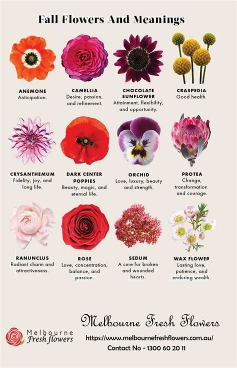discover  popular flowers   meaning infographic