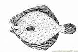 Flounder Coloring Pages Fishes Fish Flounders Printable Color Animals sketch template