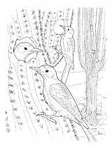 Woodpecker Coloring Gila Pages Animals sketch template