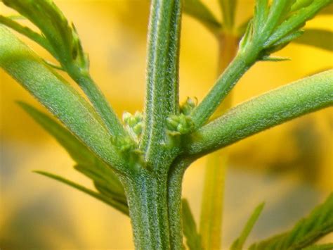 cannabis growing guide 5 6 male female hemp seed shop