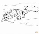 Coloring Skunk Pages Spotted Rat Catches Drawing sketch template