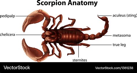 scorpion anatomy royalty  vector image vectorstock