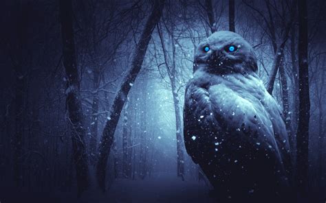 owl wallpaper  forest winter dark night blue eyes