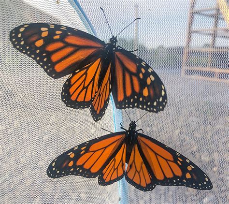 raising monarch butterflies sticks and stones