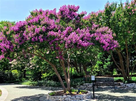 crepe myrtle bark diseases learn  crepe myrtle bark scale treatment