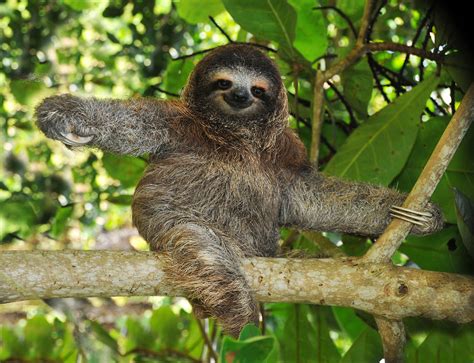 sloths busy  life   york times
