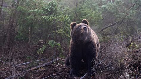 drones increase heart rates  wild bears   stress  tech