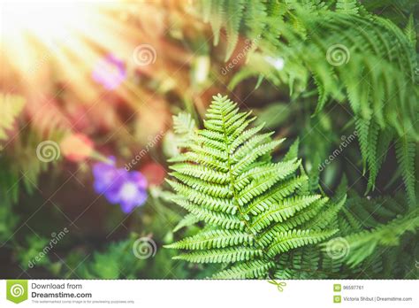 Tropical Fern Leaves At Sunbeam Nature Stock Image Image