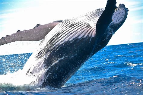 blue whale  deep ocean largest animal   land  water