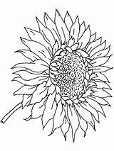 Getcolorings Realistic Dementia Sunflowers sketch template