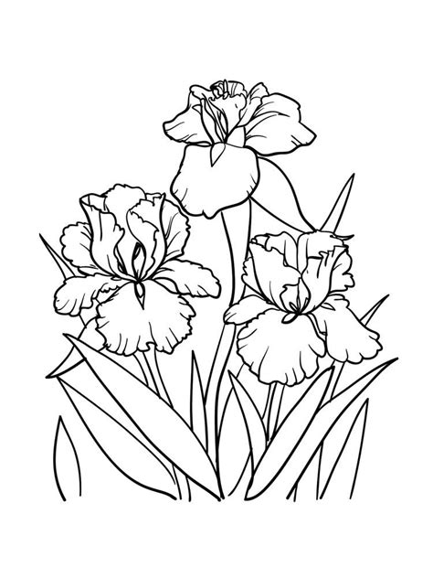 iris coloring pages  coloring pages  kids   poppy