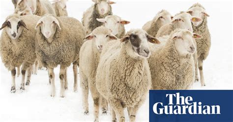 forget fur is it time to stop wearing wool fashion the guardian