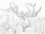 Moose Coloring Pages Alaska Printable Animals Christmas Elk Kids Deer Print Color Adult Drawing Animal Wild Cool Colouring Adults Bull sketch template