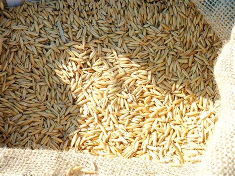 getreide korn weizen kostenloses foto auf pixabay