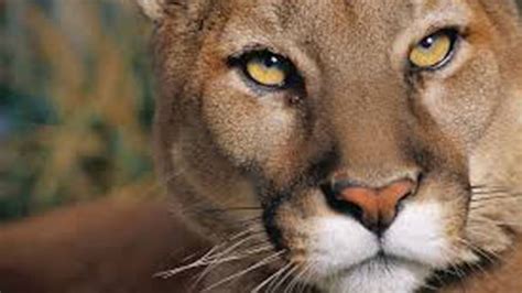 face à face avec un cougar dans sa cour tva nouvelles
