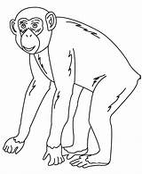 Colouring Animals Chimpanzee Coloring Drawing Animal Kids Pages Template Drawings Templates Print Color Getcolorings Printable Paintingvalley sketch template