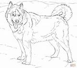 Husky Siberian Alaskan Breed Czajka Malamute sketch template