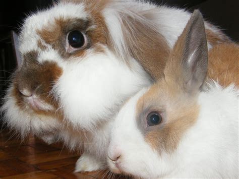 pictures bunnies bunnies bunnies